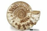 Monster Jurassic Ammonite (Kranosphinctes) Fossil - Madagascar #279775-1